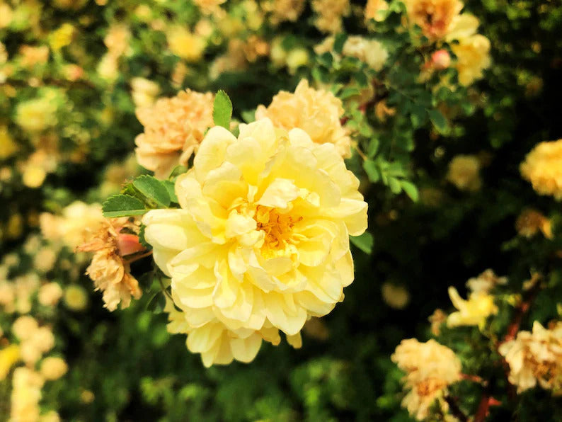 5c7e01f3-672b-4593-b657-33636d167df7