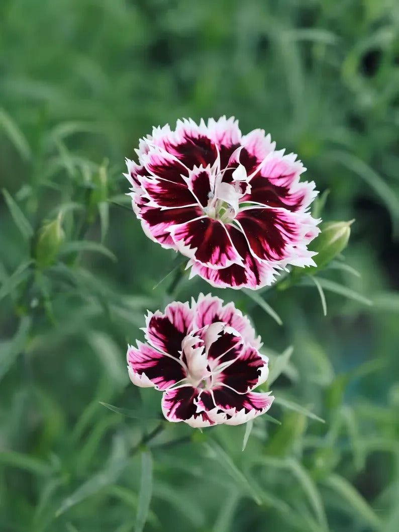 44beecb7-f44c-451e-a265-e703e13e44bb