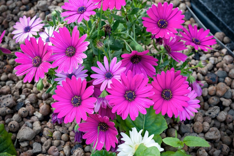 133c6c00-8dbb-416e-9110-203c71f8cf86