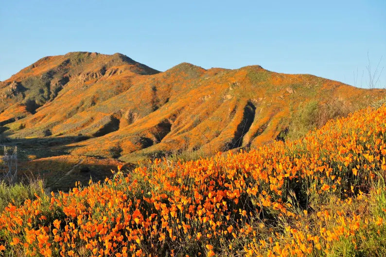 7afb4003-94e0-4df0-a7bb-e2a010bab693