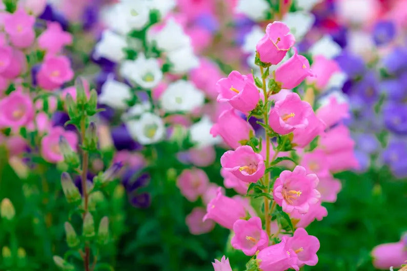 a8b0b20d-7db9-4b49-a7cb-3e361ef8a26b