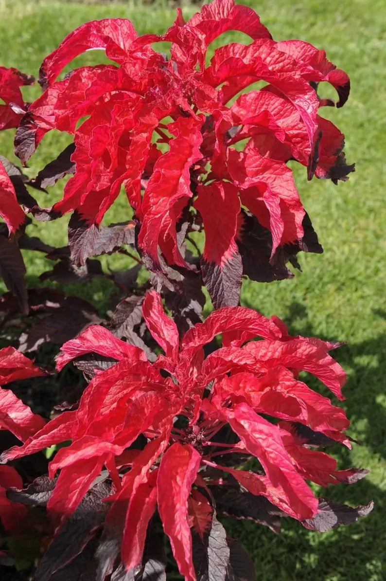 b794c028-0bb7-4f31-9b52-21563a8caef9