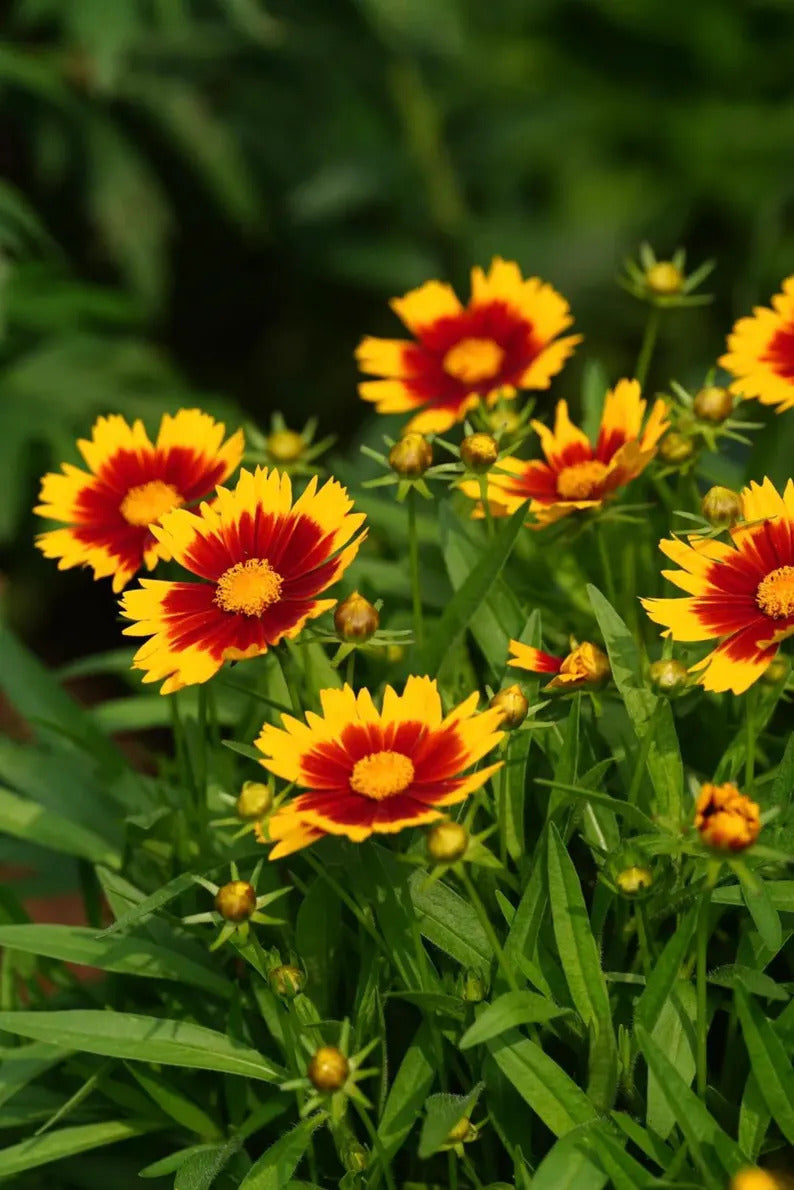 daeee13e-daef-45b2-bfc1-2b882121b35c