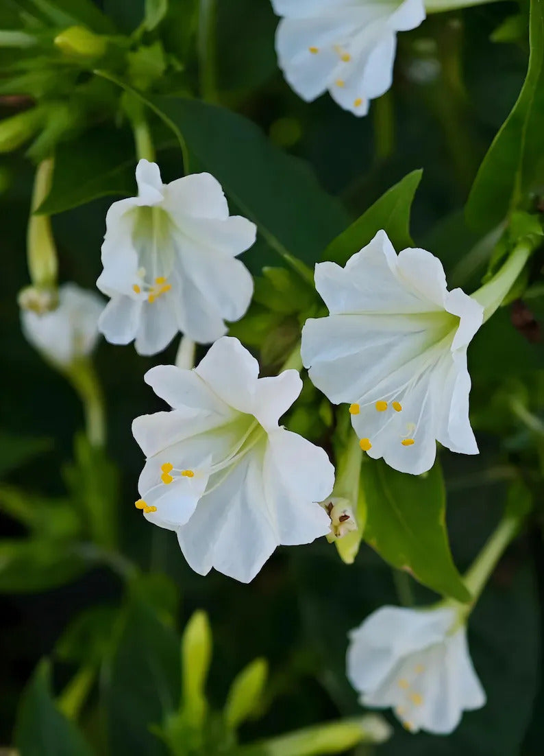 e81fb3fb-cdc5-43f3-9fe0-5d2c4e76cd10