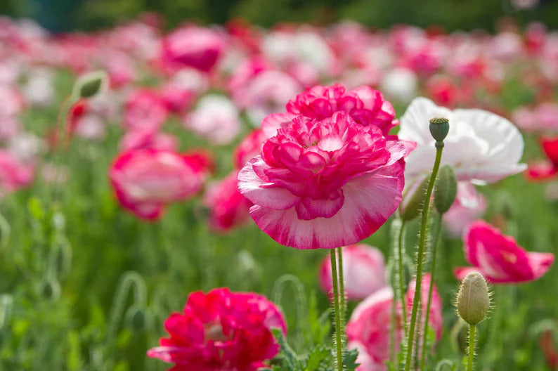 9de52308-21b2-4512-b687-30d63966805b