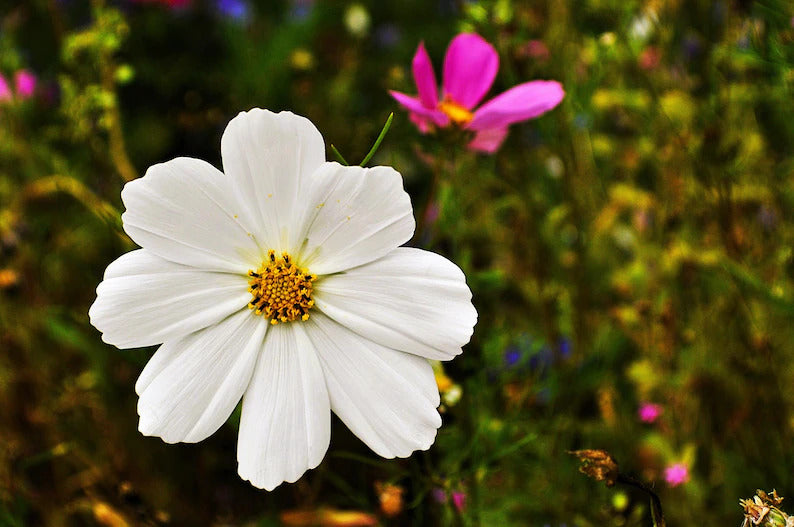 88e7efbb-448d-474b-8e95-22083f4276c2