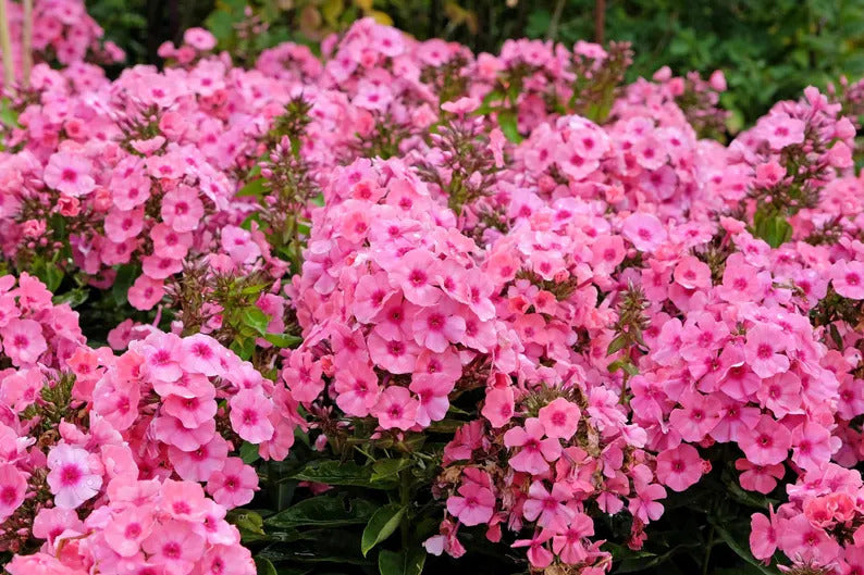 7201c017-33db-4eb4-8218-e8fce728acdb