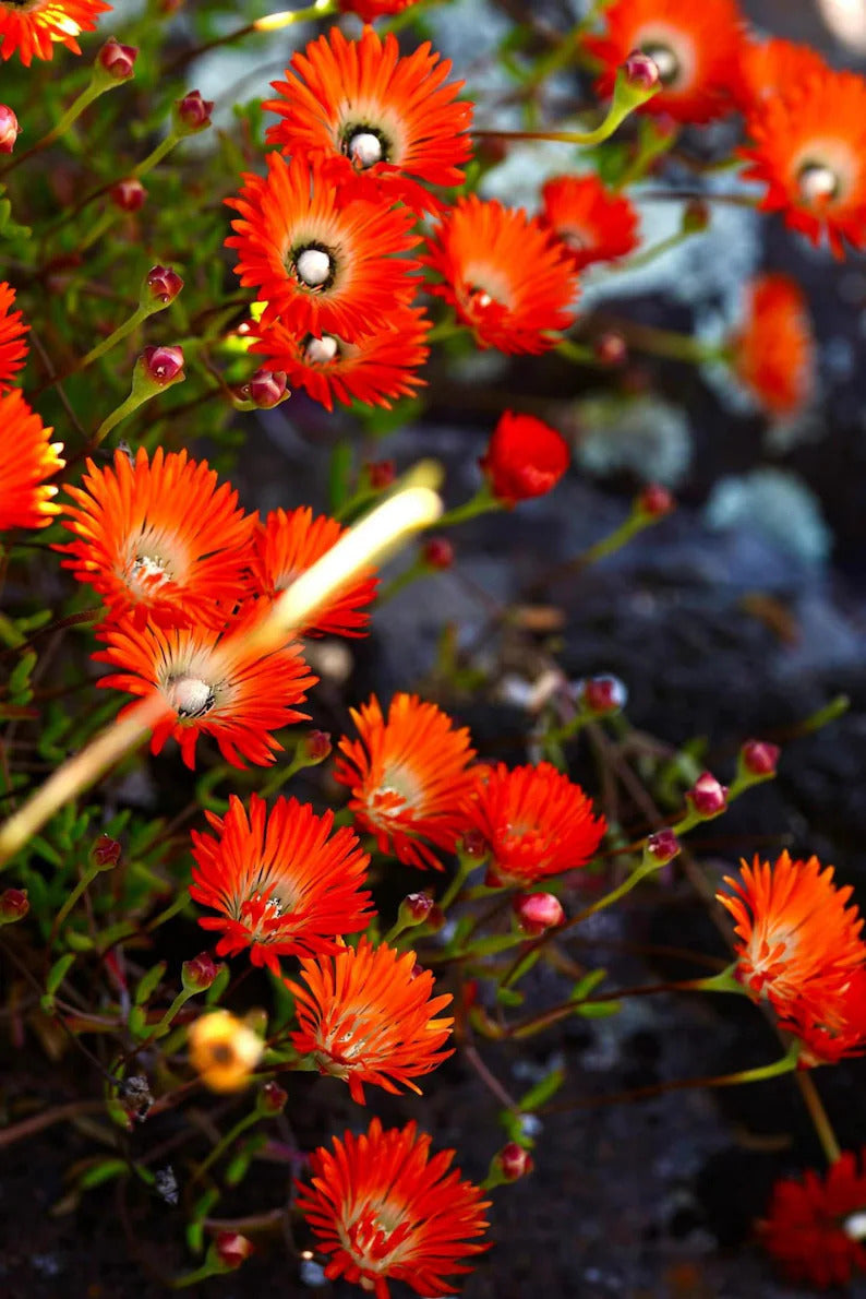 af6a6134-7617-4f15-a10f-99595219bc49