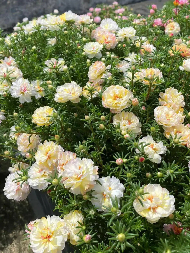 386e04cc-0562-4a67-8c05-f3d78dbf7284