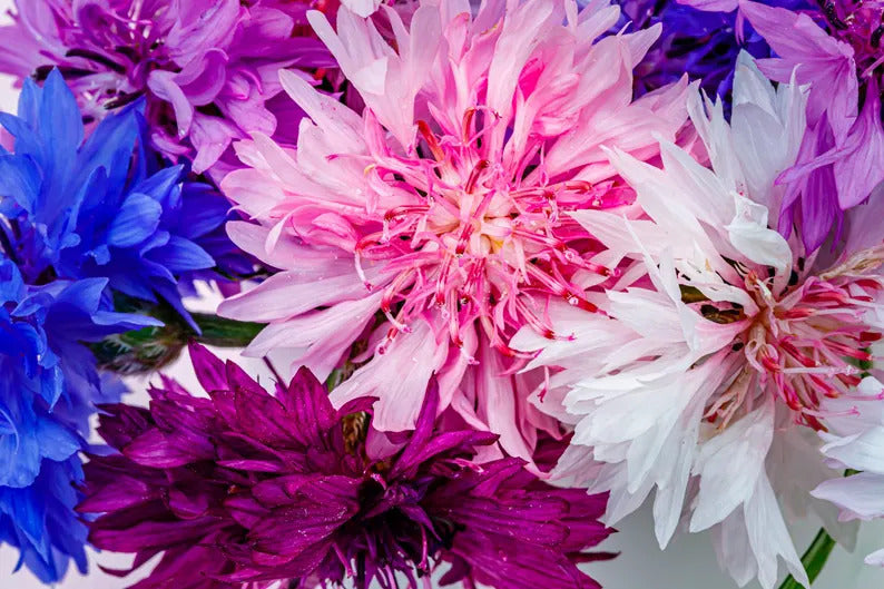 958c3660-677e-4196-a654-4b939d98eeca