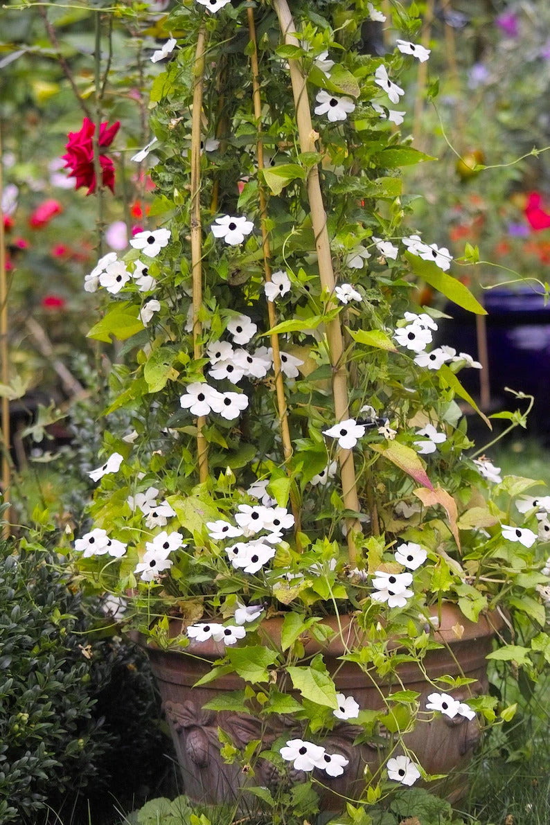 b5696d7b-2b68-4824-85ff-9318dcc7a5b2