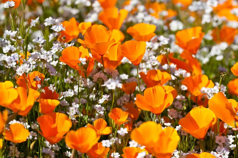 d8ab7450-6cdb-41f2-871c-bffc2c67dfbb