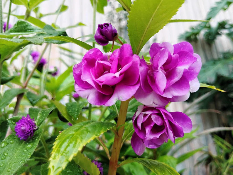 811e471a-7970-4656-9edf-f30e0467ad6b