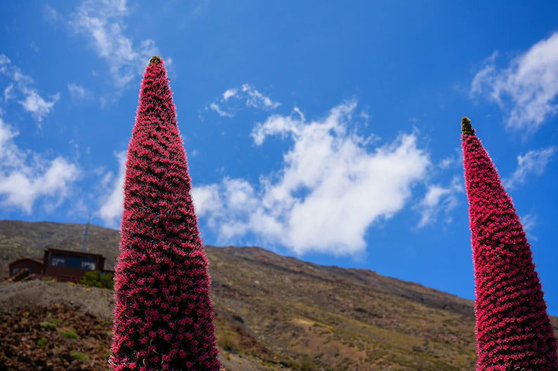 0e406b20-dc6f-4fc2-a2d6-e5cbf5fea2ce