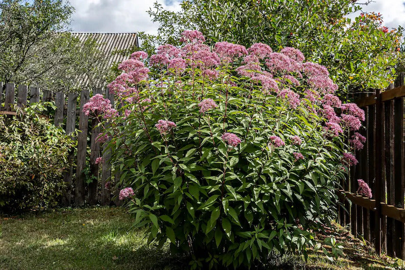 48c056ba-c3ea-4e01-9a91-08252aa24440