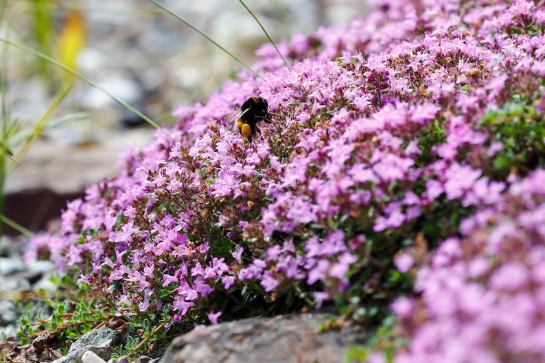 8ccd474b-4831-4ad0-b59a-34365244ba27