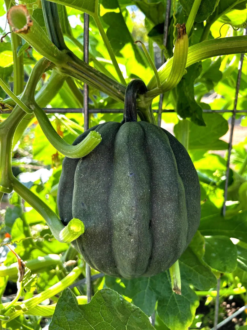 64e6436d-c23c-4f21-b329-88368d3e430b