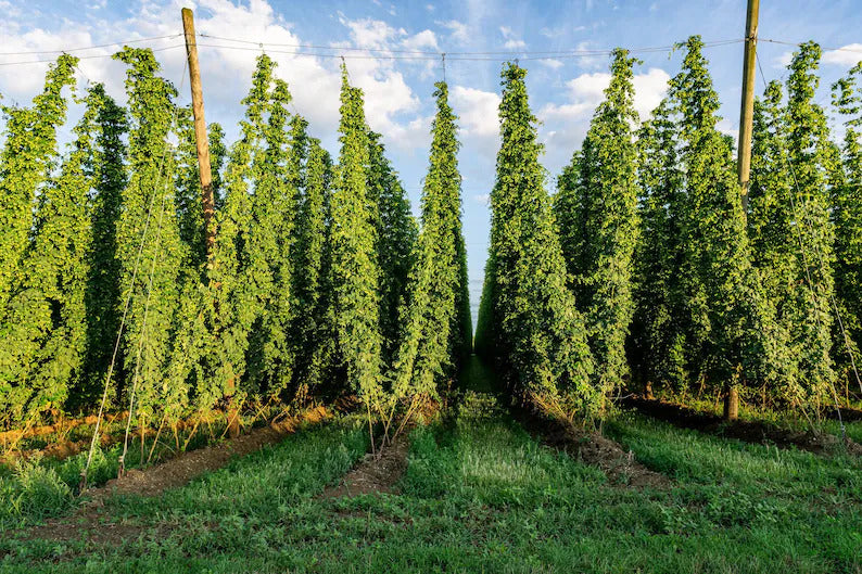 fcfa16c1-8b11-46e1-91be-8818dde3b083