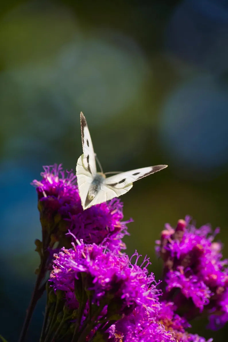 6c7c1ebf-1a4c-4270-b7fa-0c4ad58440ef