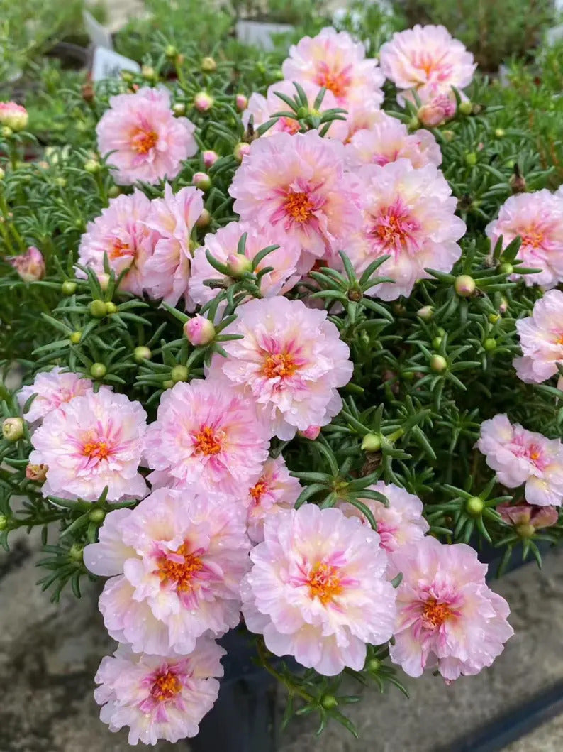 ffa07752-034d-4c2c-acdd-54da511ca87c