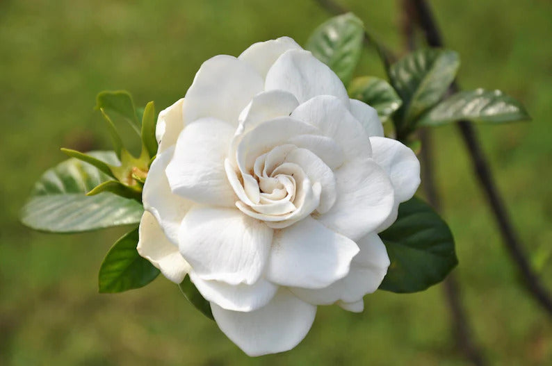 2e60e58b-b50a-4eaf-888f-86915f37c50f