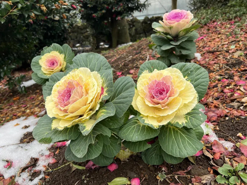 e6e21dd8-8823-425e-b75c-543462919380