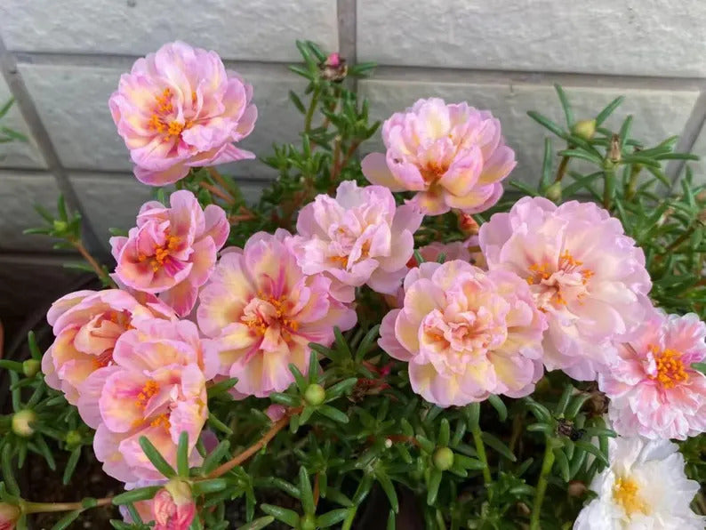 c30a24b2-a5c0-4fde-953b-bfd5d97fec28