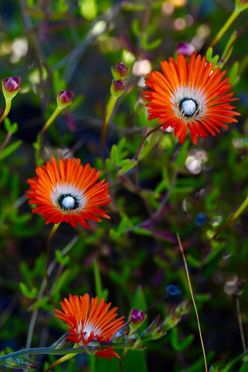 3a019ee7-574b-43f5-9b61-7876e186cd6c