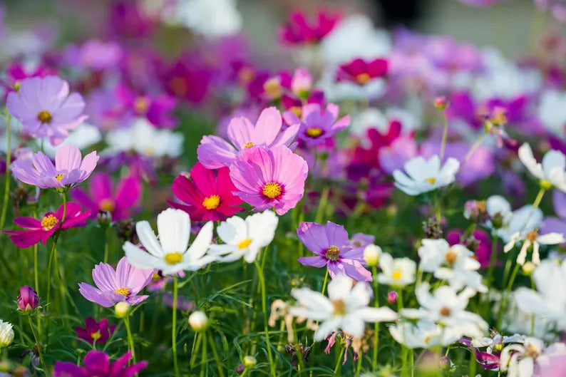 6e9428ca-56d8-4caa-845b-32fc1a5d3b6a