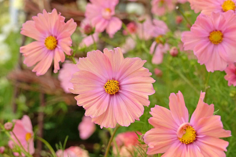 52dac01a-0148-4378-baa1-bb520cf79835