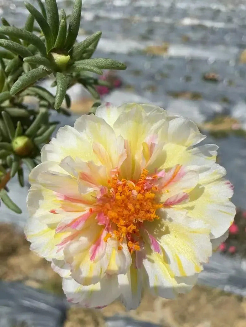 65ae8f84-77e8-4e74-8659-8072bcccf228