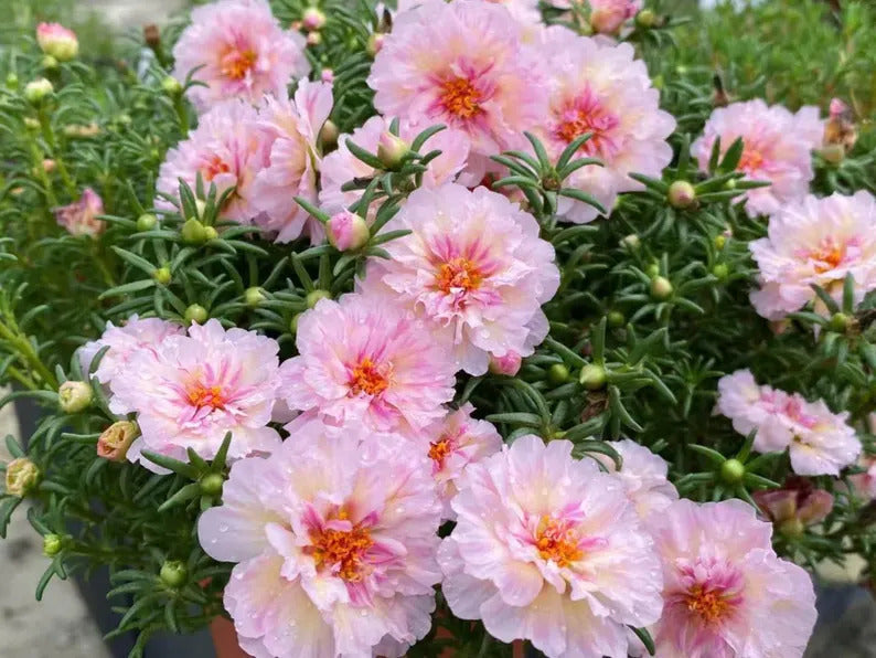 c969f3f4-922b-44e4-9476-c452ca4da457