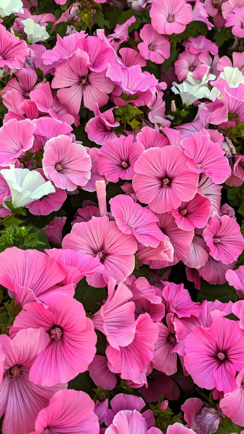 24e195b2-2c9a-4417-9e61-012b447d93d1