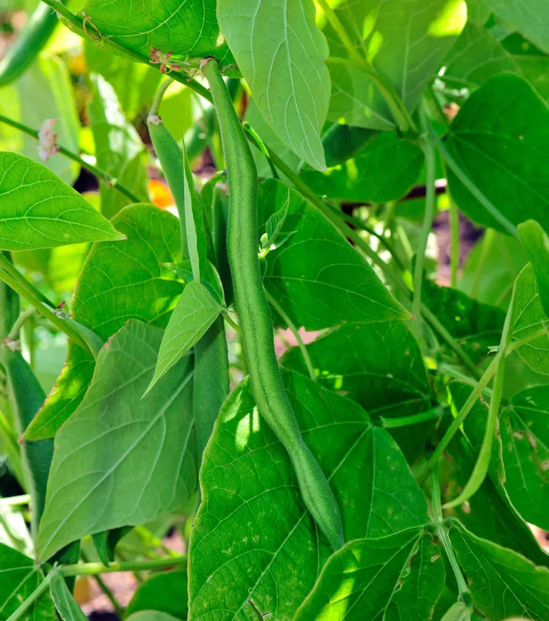 1f92a81c-7e45-4846-be14-4bb62bd9f9ac