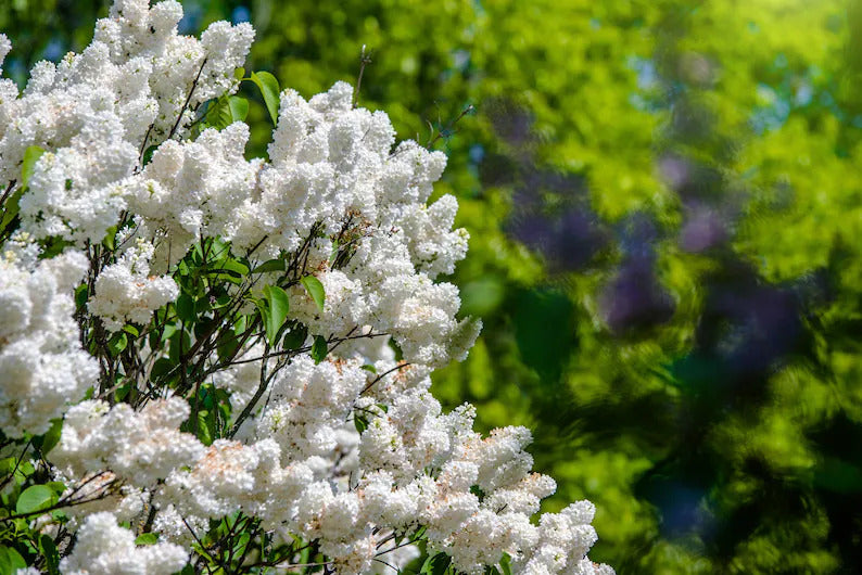 542c0243-b976-4f35-b2fd-dccda547d4dc