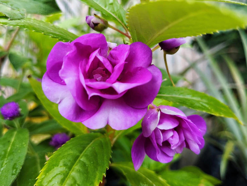 2f23f681-0a66-49e7-bca7-01f850f743fa