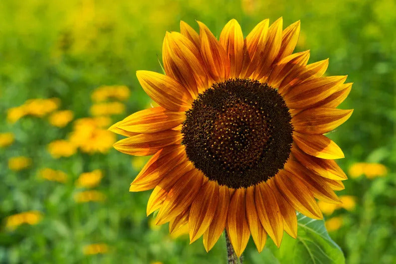 f531fa36-f4b1-4e4a-843f-33f217121f22