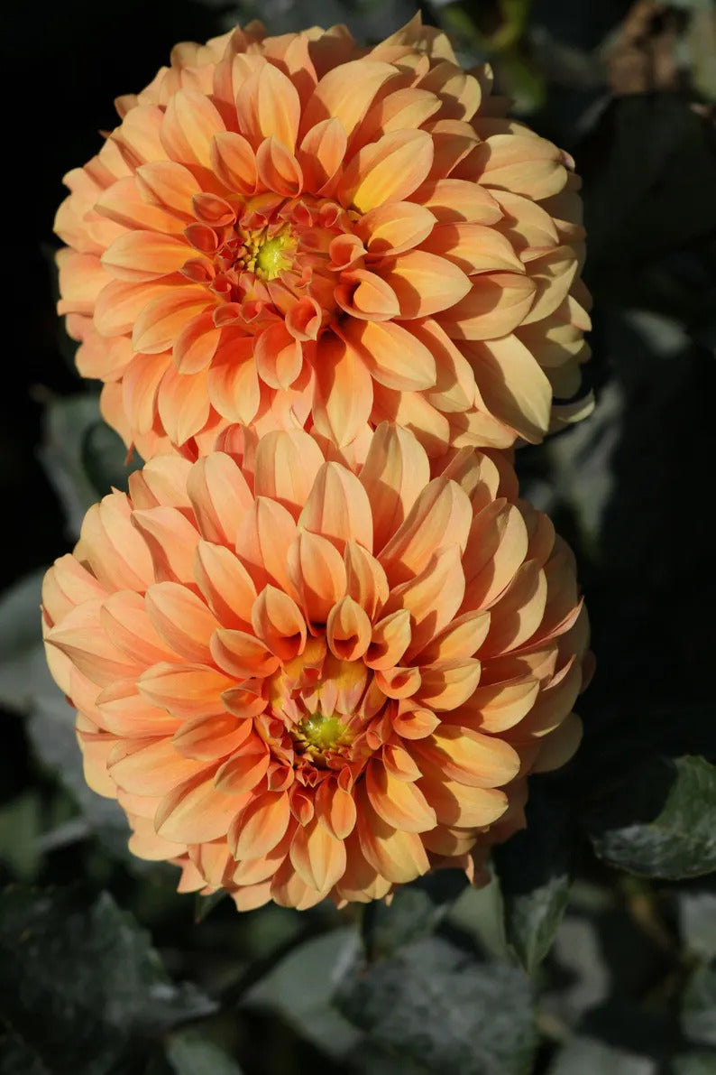 5c94c378-fabb-415e-b3b9-c9152a5a17f3