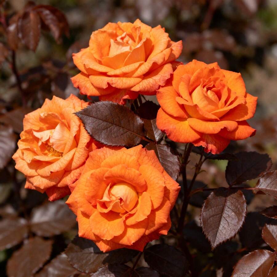 26b05646-53b4-45bd-8015-993d9add325b