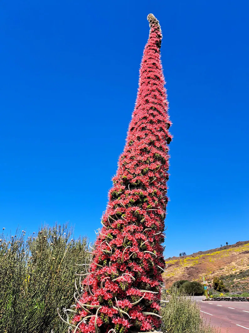 1186ec69-2bd5-4a0a-837a-2a23c5f1fb67