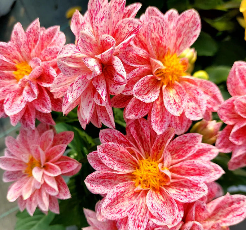 6ca5905c-56d6-43b3-a417-bb9360d9c478