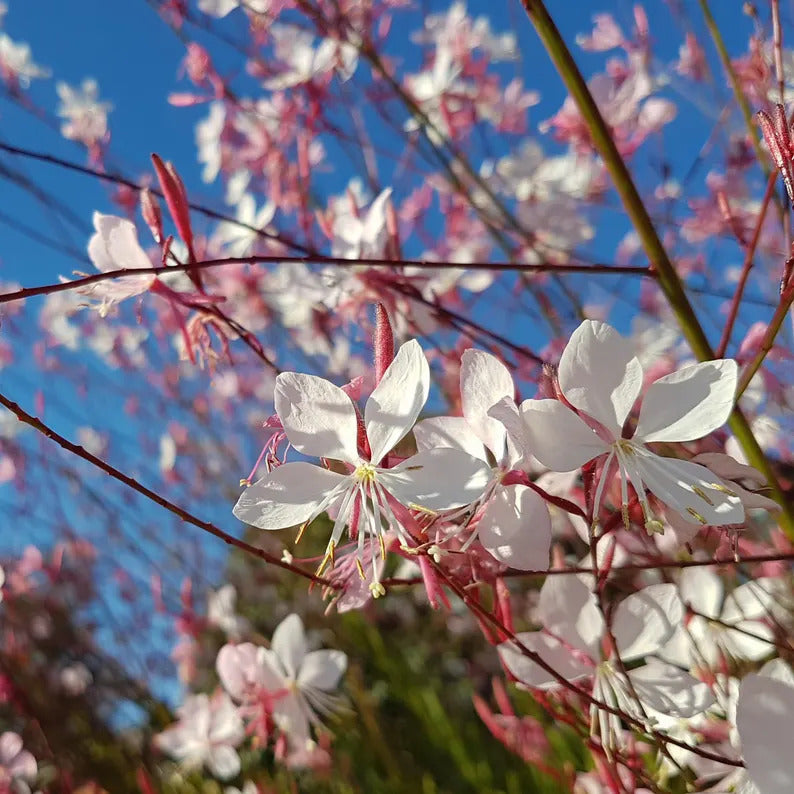 ddc00866-99c1-40da-bd5a-fbd25855d0a8