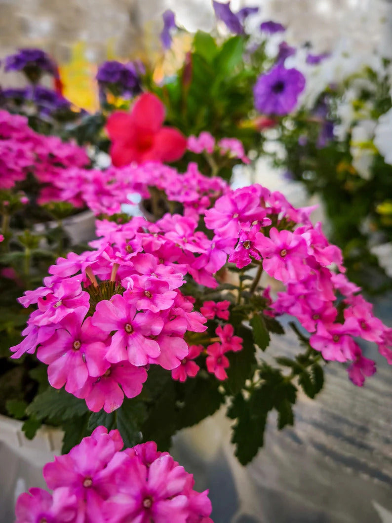 995ba8cd-96e1-489c-9026-bb0996a1bcc9