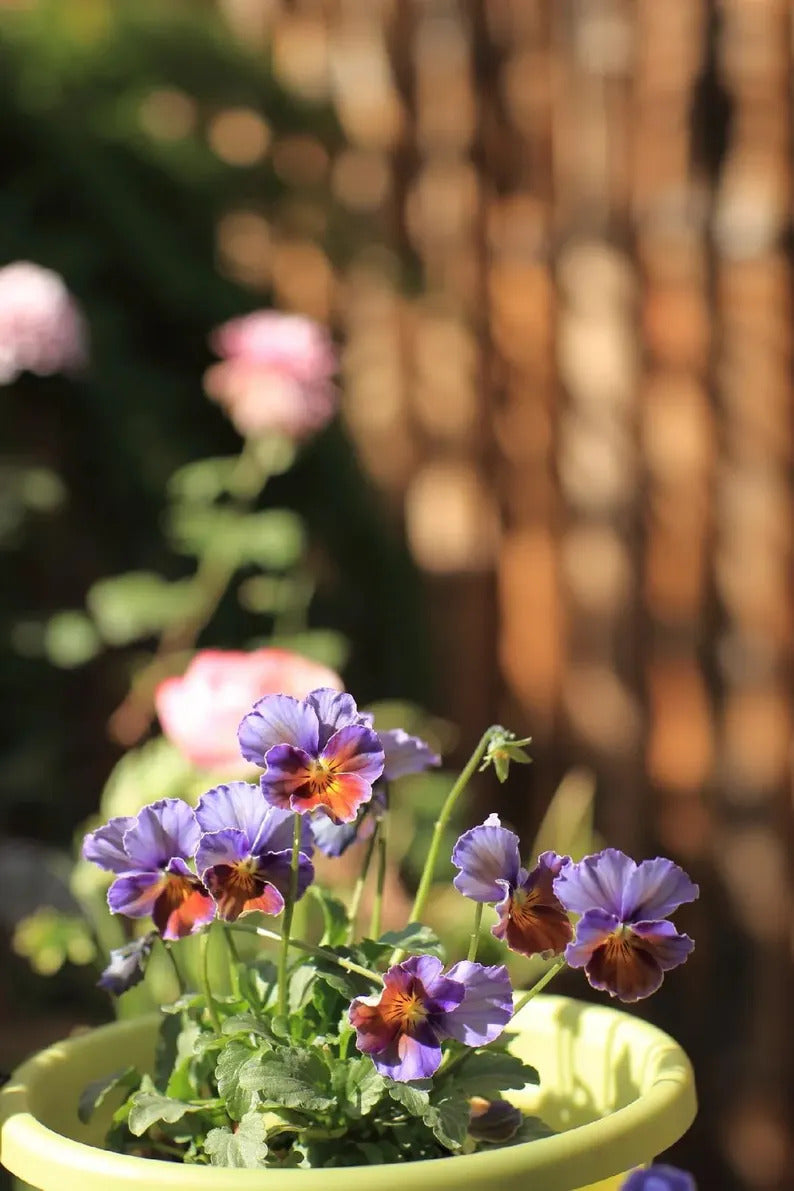 68d50c5e-05c2-4688-9db9-f453a9367134