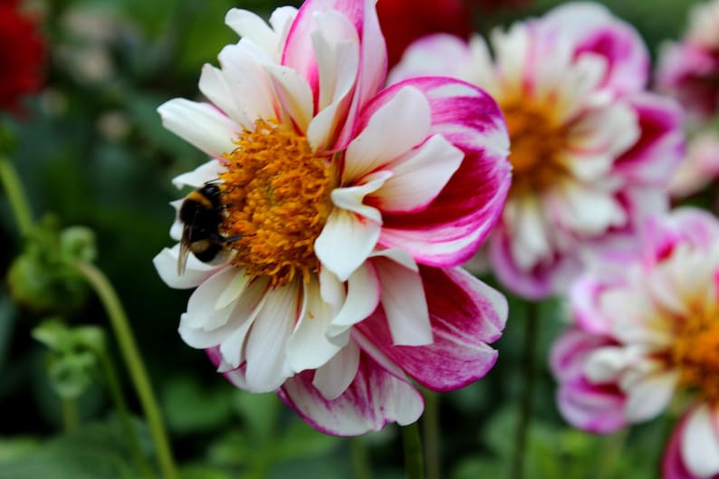 ccacf4c8-8833-44e6-ab85-d099c809e93f