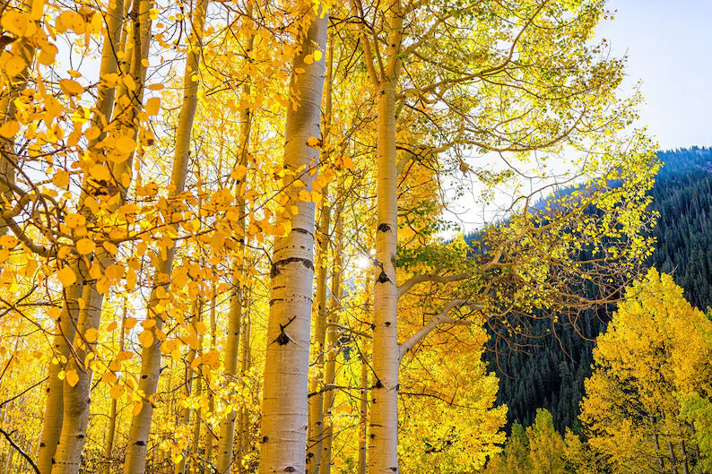 ef36d398-4a1f-474b-9bf8-2b140f407b26