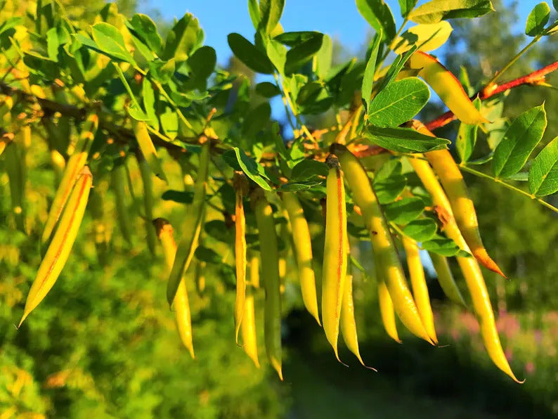 cb0ca6e6-ecdc-4c2d-a809-aaedcb18a56c