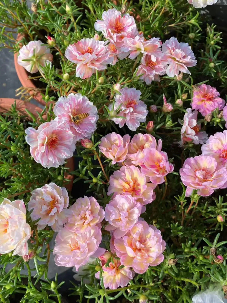 a2181aae-ca95-47f6-8cd2-d6e871d7e5db