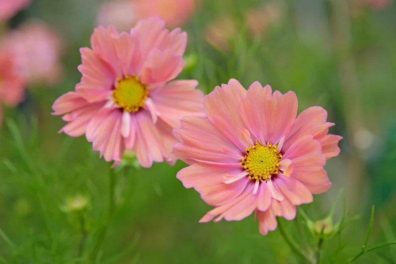 ce6af42d-d4f5-4dba-a26c-decc956f2445