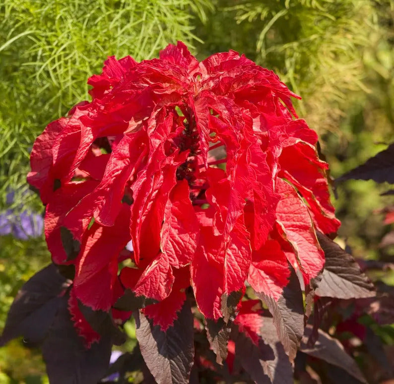 529aad53-64f3-4932-a249-10e374087772